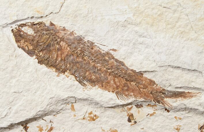 Bargain Knightia Fossil Fish - Wyoming #15629